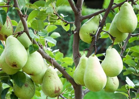 10 BEST Fruit Trees to Grow in the Philippines (2023).